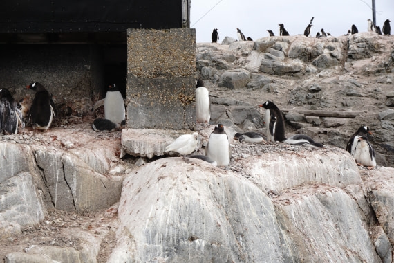 PLA26-26, Day 7, DSC08699.JPG © Unknown Photographer - Oceanwide Expeditions.JPG