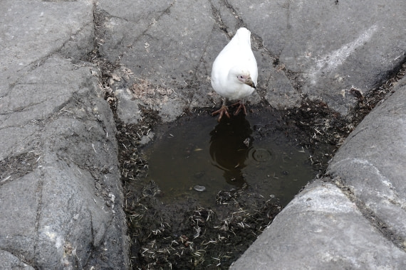 PLA26-26, Day 7, DSC08733.JPG © Unknown Photographer - Oceanwide Expeditions.JPG