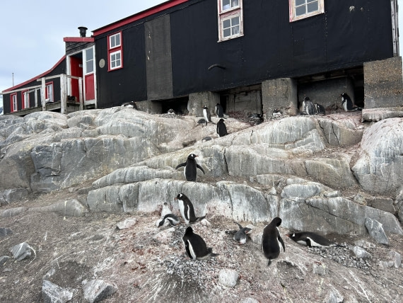 PLA26-26, Day 7, IMG_0712.jpeg © Unknown Photographer - Oceanwide Expeditions.jpeg