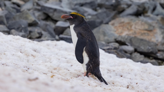 PLA26-26, Day 8, 4Q9A0105.jpg © Unknown Photographer - Oceanwide Expeditions.jpg