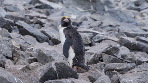 PLA26-26, Day 8, 4Q9A0130.jpg © Unknown Photographer - Oceanwide Expeditions.jpg