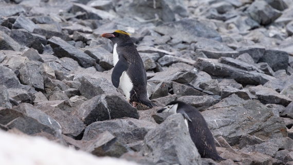 PLA26-26, Day 8, 4Q9A0137.jpg © Unknown Photographer - Oceanwide Expeditions.jpg