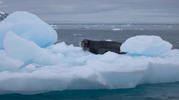 PLA26-26, Day 8, 4Q9A0232.jpg © Unknown Photographer - Oceanwide Expeditions.jpg