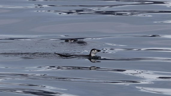 PLA26-26, Day 8, 4Q9A9647.jpg © Unknown Photographer - Oceanwide Expeditions.jpg