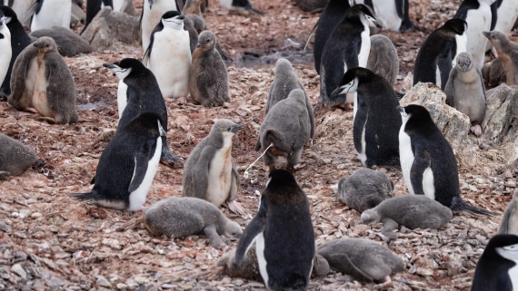 PLA26-26, Day 8, 4Q9A9887.jpg © Unknown Photographer - Oceanwide Expeditions.jpg