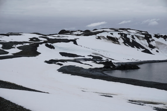 PLA26-26, Day 8, DSC08754.JPG © Unknown Photographer - Oceanwide Expeditions.JPG