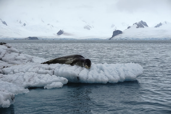 PLA26-26, Day 8, DSC08764.JPG © Unknown Photographer - Oceanwide Expeditions.JPG