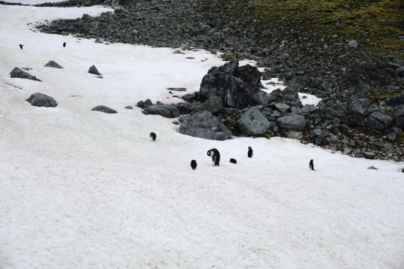 PLA26-26, Day 8, DSC08759.JPG © Unknown Photographer - Oceanwide Expeditions.JPG