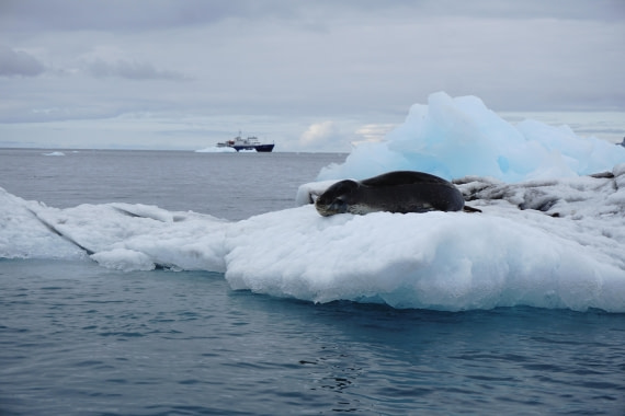 PLA26-26, Day 8, DSC08773.JPG © Unknown Photographer - Oceanwide Expeditions.JPG