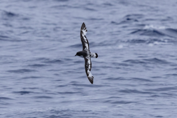 PLA26-26, Day 9, 4Q9A0490.jpg © Unknown Photographer - Oceanwide Expeditions.jpg