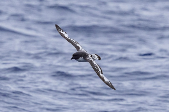 PLA26-26, Day 9, 4Q9A0496.jpg © Unknown Photographer - Oceanwide Expeditions.jpg