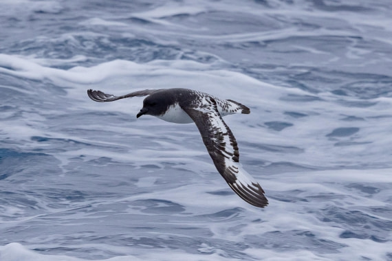 PLA26-26, Day 9, 4Q9A0512.jpg © Unknown Photographer - Oceanwide Expeditions.jpg