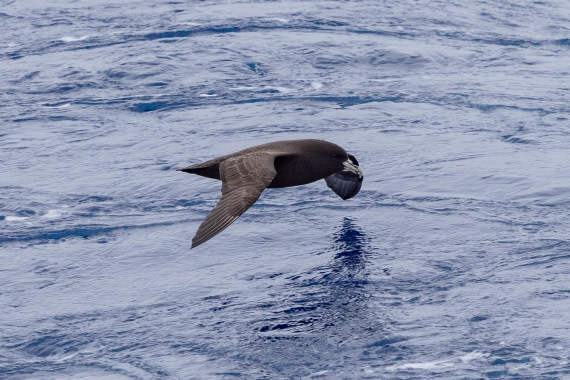 PLA26-26, Day 9, 4Q9A0539.jpg © Unknown Photographer - Oceanwide Expeditions.jpg