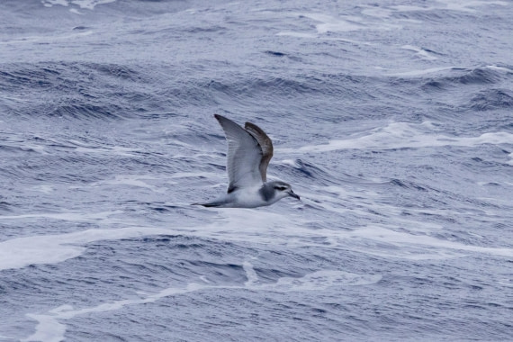 PLA26-26, Day 9, 4Q9A0548.jpg © Unknown Photographer - Oceanwide Expeditions.jpg