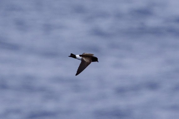 PLA26-26, Day 9, 4Q9A0629.jpg © Unknown Photographer - Oceanwide Expeditions.jpg