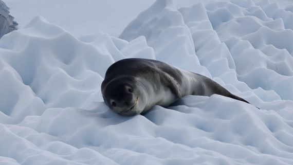 Leopard seal on snow mattress