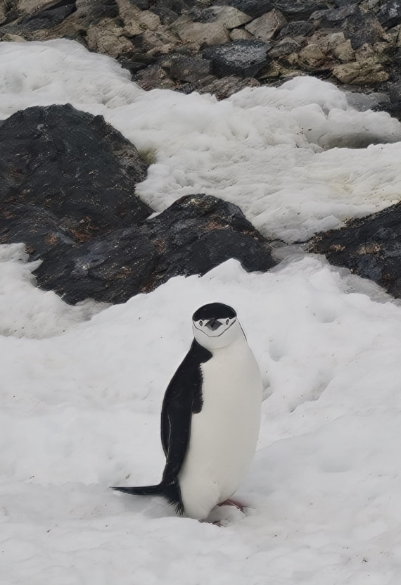 Chinstrap Penguin on Orne Island