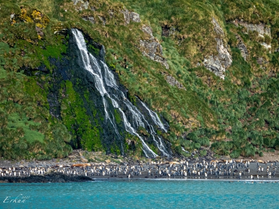 Day 5: Right Whale Bay, South Georgia Island