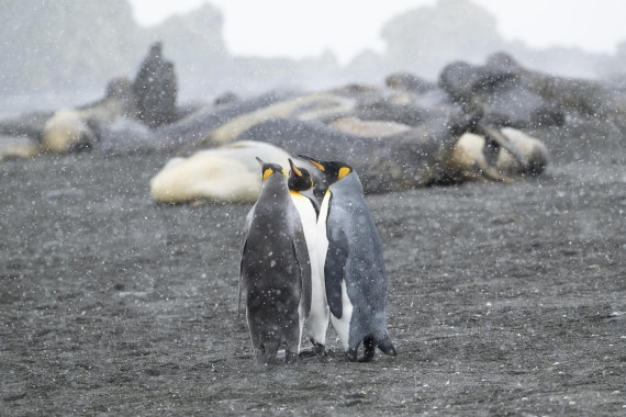 Kingpinguins, sea-elephants and snow on Gold Harbour