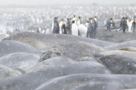 Kingpinguins,Sea-elephants on the beach of Gold Harbour,South Georgia