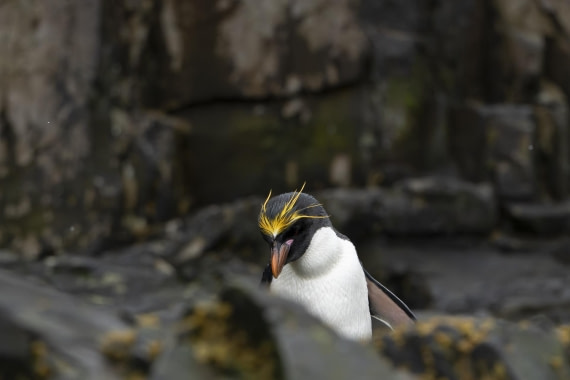 Macaroni pinguïn at Hercules Bay