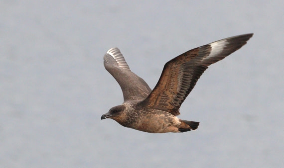 HDS27-26, Day 1, IMG_8455 © Unknown photographer - Oceanwide Expeditions.JPG