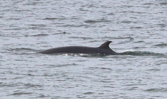 HDS27-26, Day 1, IMG_8550 © Unknown photographer - Oceanwide Expeditions.JPG