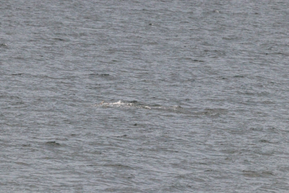 HDS27-26, Day 1, IMG_8564 © Unknown photographer - Oceanwide Expeditions.JPG