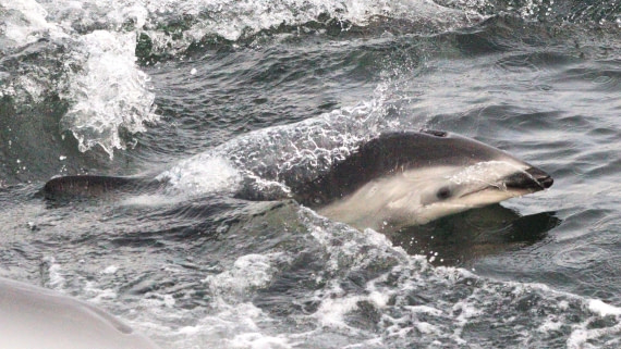 HDS27-26, Day 1, IMG_8581 © Unknown photographer - Oceanwide Expeditions.JPG