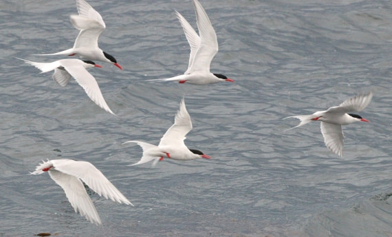 HDS27-26, Day 1, IMG_8602 © Unknown photographer - Oceanwide Expeditions.JPG