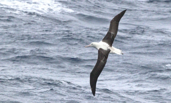 HDS27-26, Day 2, IMG_8273 © Unknown photographer - Oceanwide Expeditions.JPG