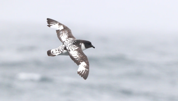 HDS27-26, Day 3, IMG_8679 © Unknown photographer - Oceanwide Expeditions.JPG