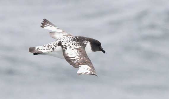 HDS27-26, Day 3, IMG_8688 © Unknown photographer - Oceanwide Expeditions.JPG