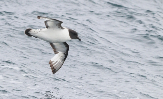 HDS27-26, Day 3, IMG_8704 © Unknown photographer - Oceanwide Expeditions.JPG