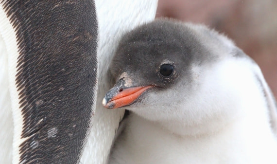 HDS27-26, Day 4, IMG_8719 © Unknown photographer - Oceanwide Expeditions.JPG