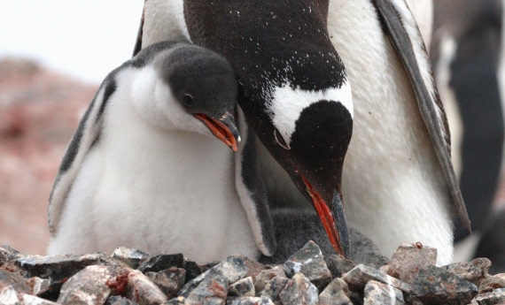 HDS27-26, Day 4, IMG_8743 © Unknown photographer - Oceanwide Expeditions.JPG