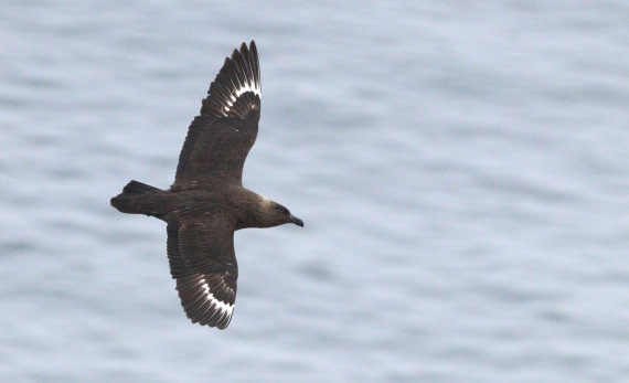 HDS27-26, Day 4, IMG_8771 © Unknown photographer - Oceanwide Expeditions.JPG