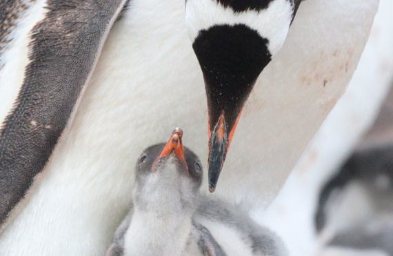 HDS27-26, Day 4, IMG_8821 © Unknown photographer - Oceanwide Expeditions.JPG
