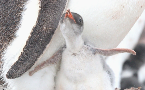 HDS27-26, Day 4, IMG_8825 © Unknown photographer - Oceanwide Expeditions.JPG