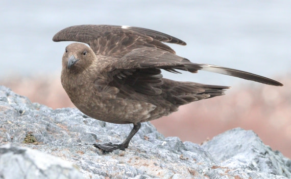 HDS27-26, Day 4, IMG_8845 © Unknown photographer - Oceanwide Expeditions.JPG