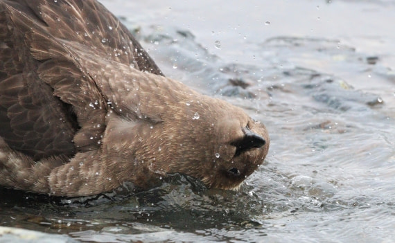 HDS27-26, Day 4, IMG_8853 © Unknown photographer - Oceanwide Expeditions.JPG