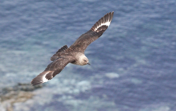 HDS27-26, Day 4, IMG_8891 © Unknown photographer - Oceanwide Expeditions.JPG