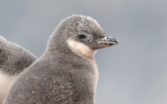 HDS27-26, Day 4, IMG_8909 © Unknown photographer - Oceanwide Expeditions.JPG