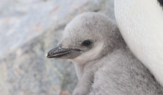 HDS27-26, Day 4, IMG_8996 © Unknown photographer - Oceanwide Expeditions.JPG