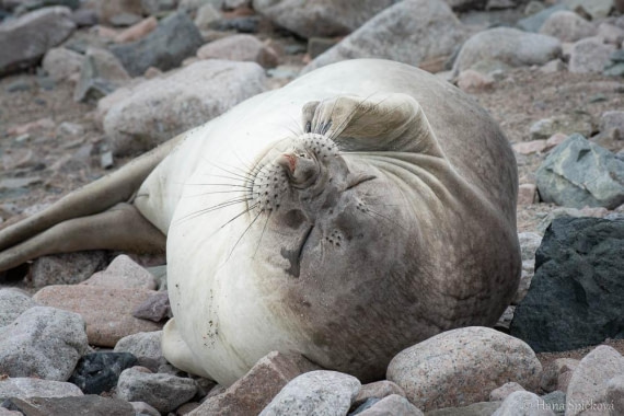 HDS27-26, Day 5, _DSC9248 Hana (6) © Hana Spickova - Oceanwide Expeditions.jpg