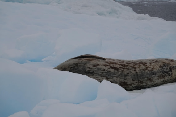 HDS27-26, Day 5, DSC04449 © Unknown photographer - Oceanwide Expeditions.JPG