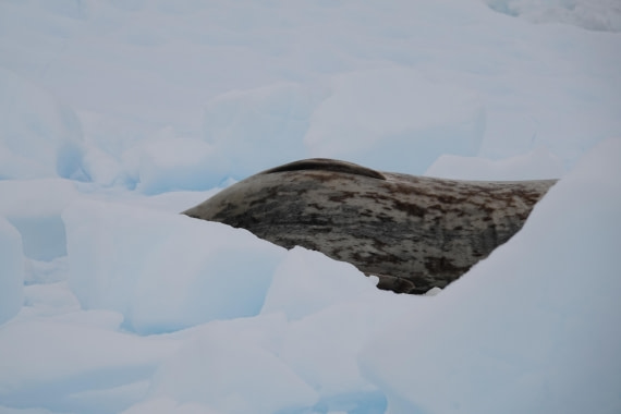HDS27-26, Day 5, DSC04450 © Unknown photographer - Oceanwide Expeditions.JPG