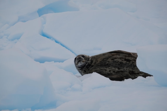 HDS27-26, Day 5, DSC04451 © Unknown photographer - Oceanwide Expeditions.JPG