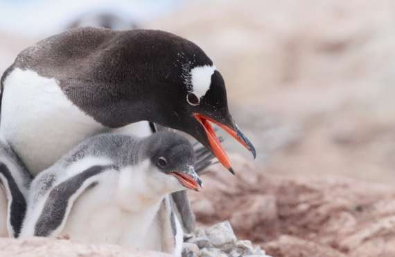 HDS27-26, Day 5, IMG_9021 © Unknown photographer - Oceanwide Expeditions.JPG