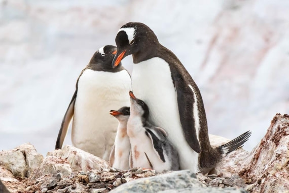 HDS27-26, Day 6, _DSC9092 Hana (2) © Hana Spickova - Oceanwide Expeditions.jpg